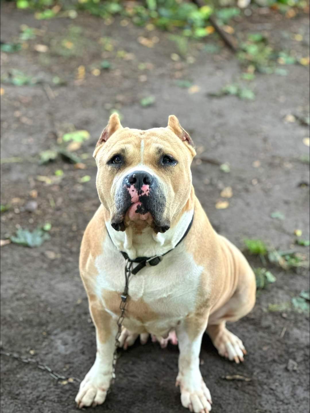Dog Featured Image