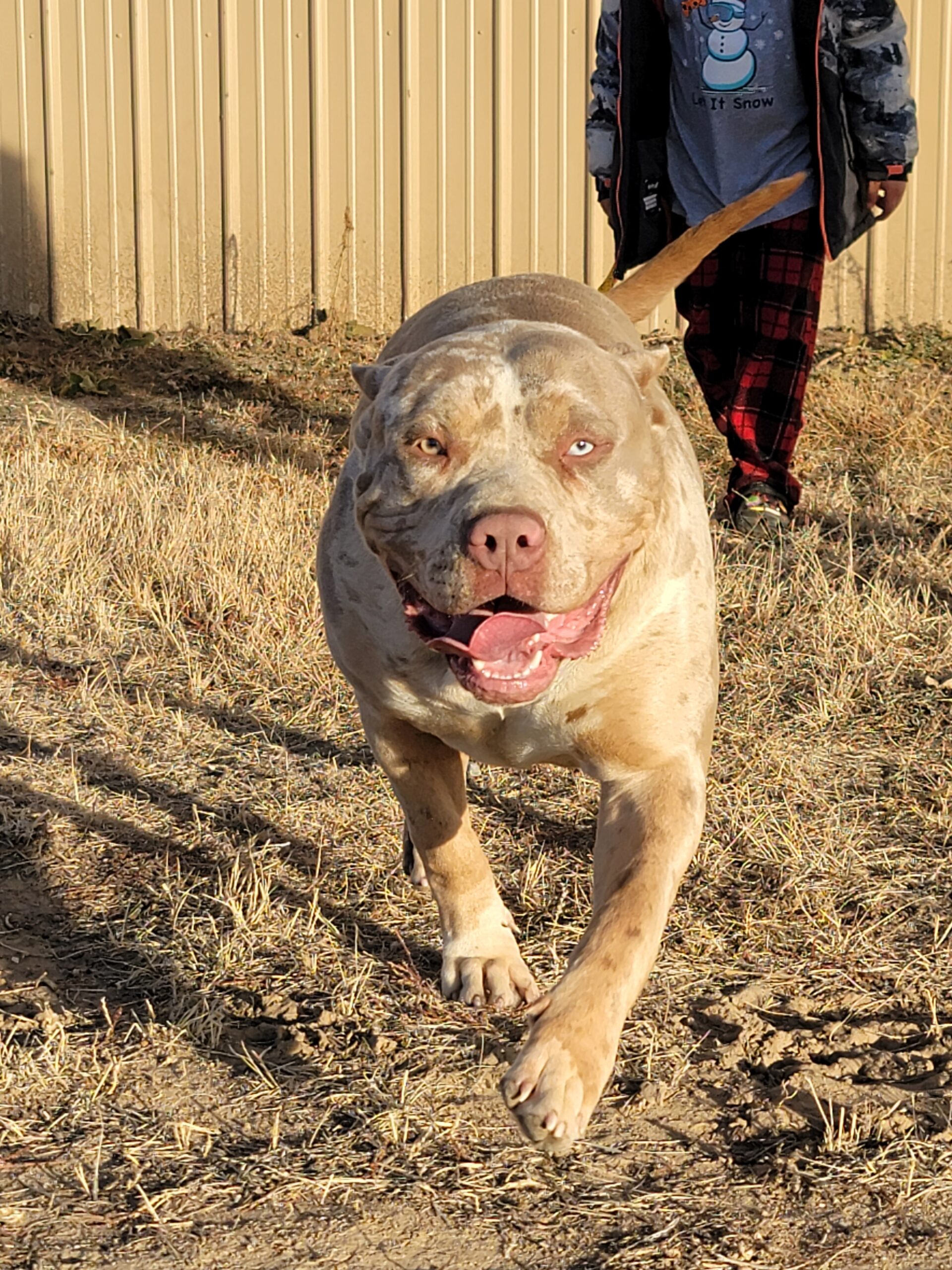 Dog Featured Image