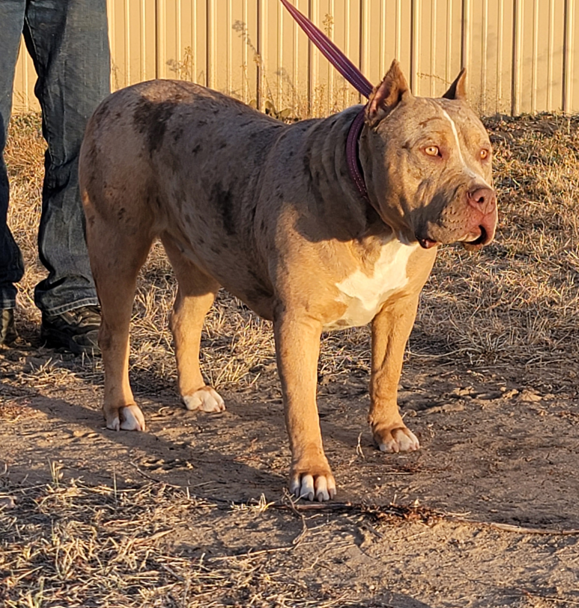 Dog Featured Image