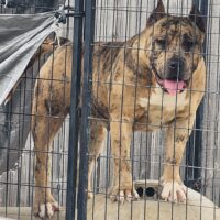 Dog Featured Image