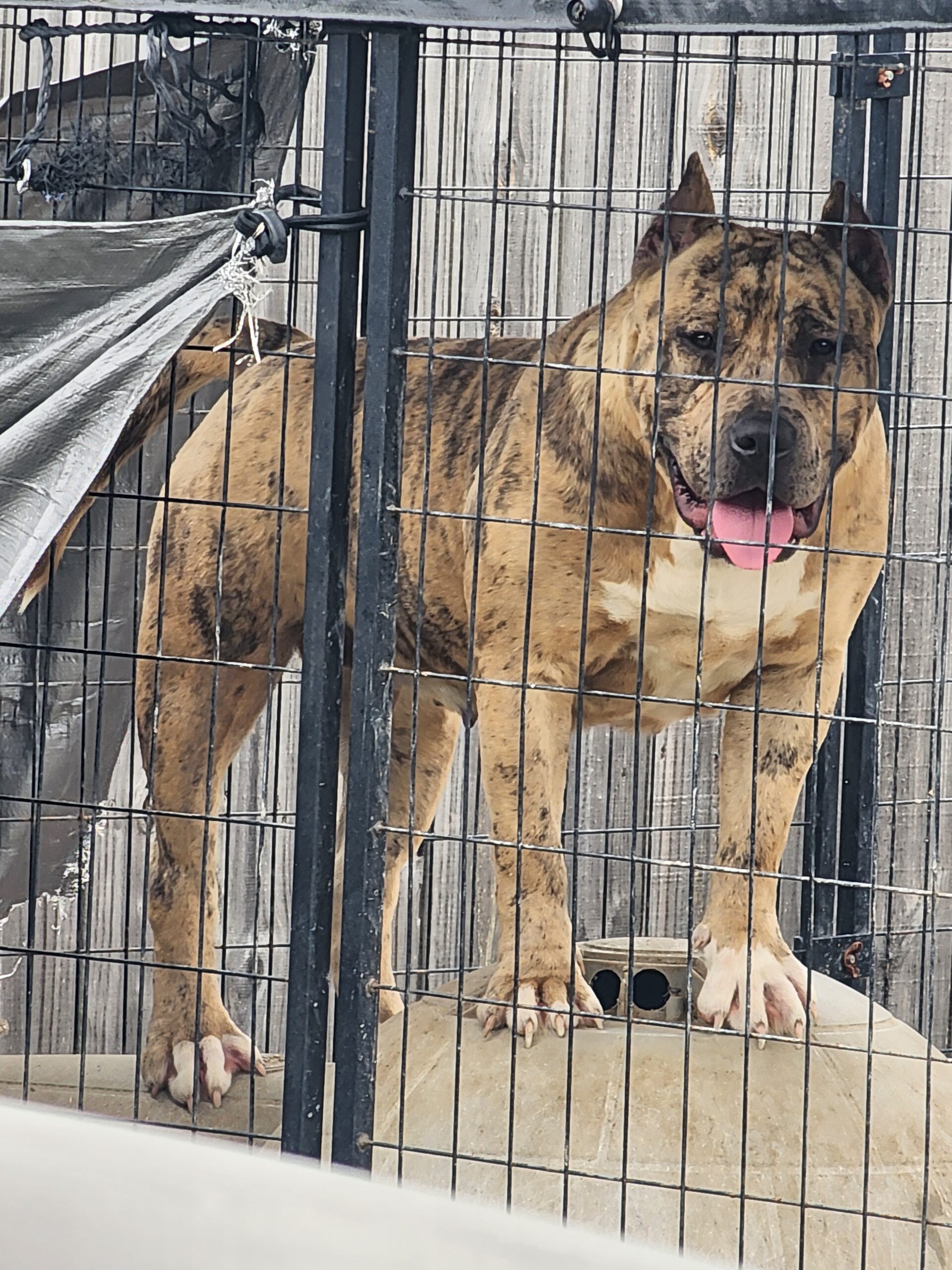 Dog Featured Image