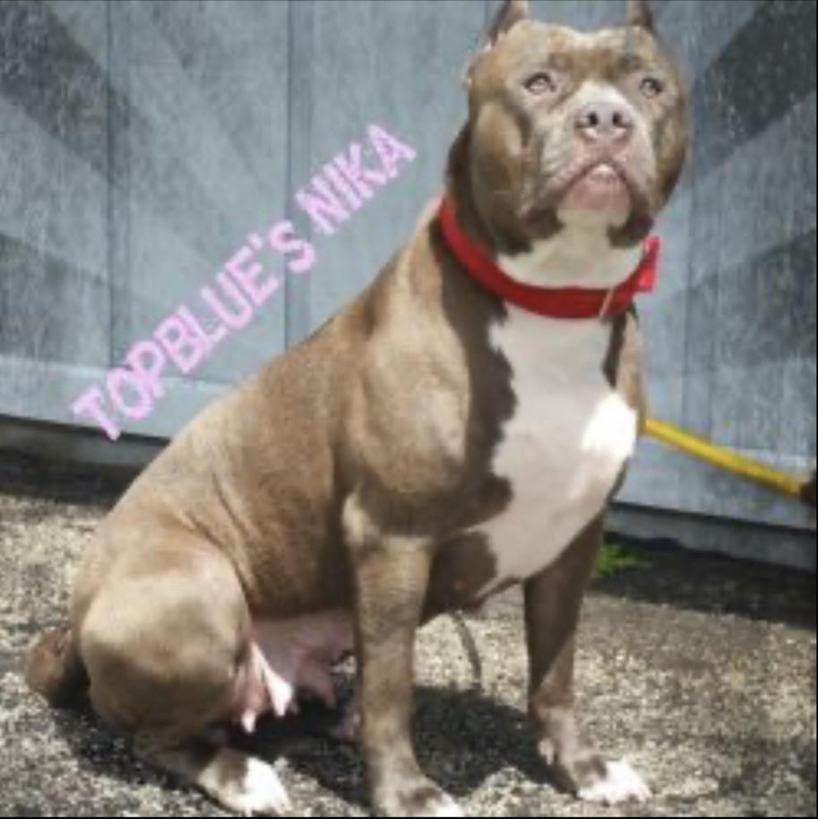 Dog Featured Image