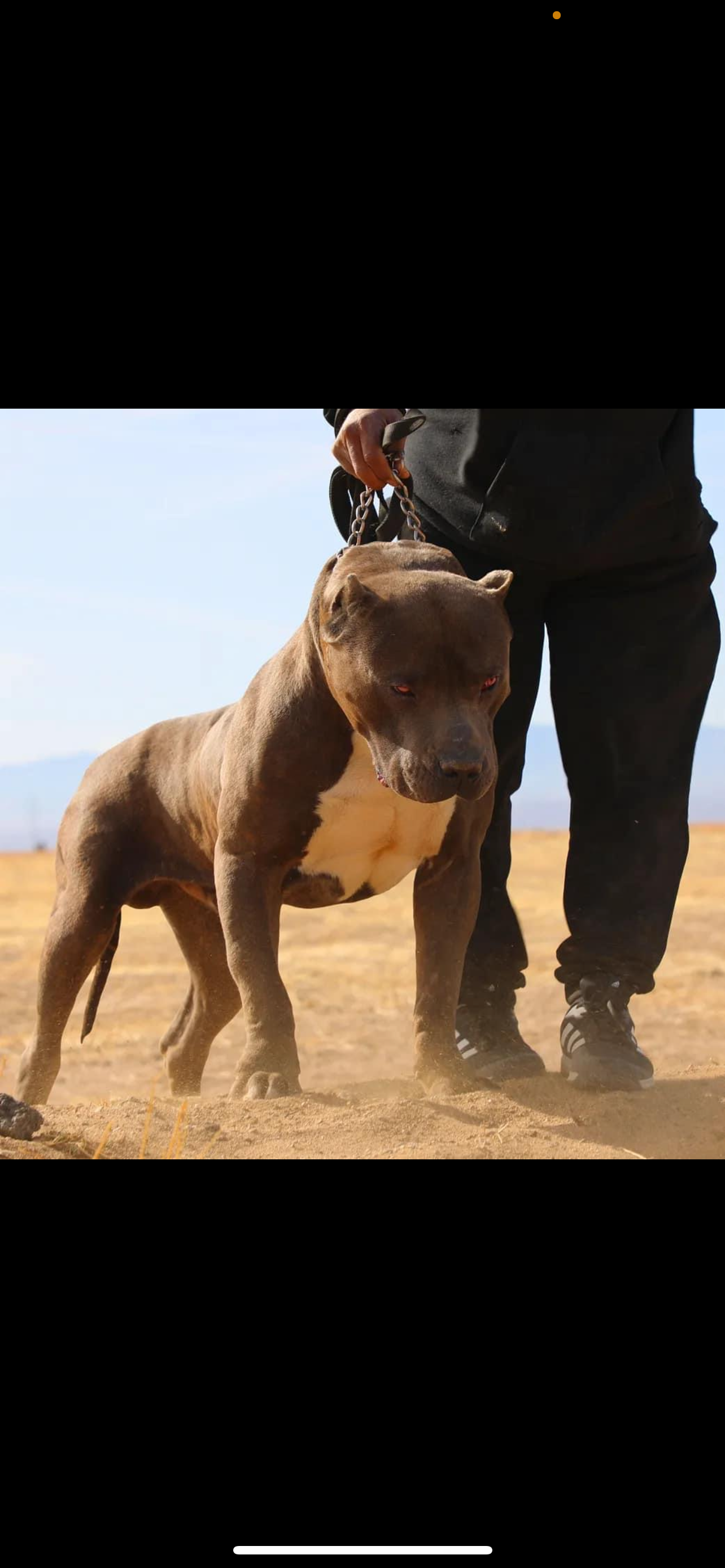 Dog Featured Image