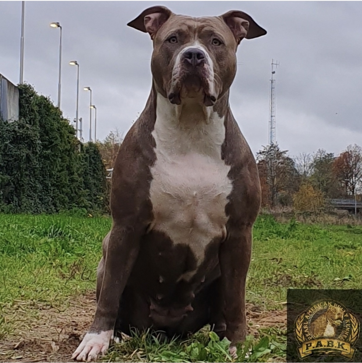 Dog Featured Image