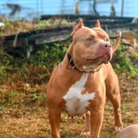 Dog Featured Image