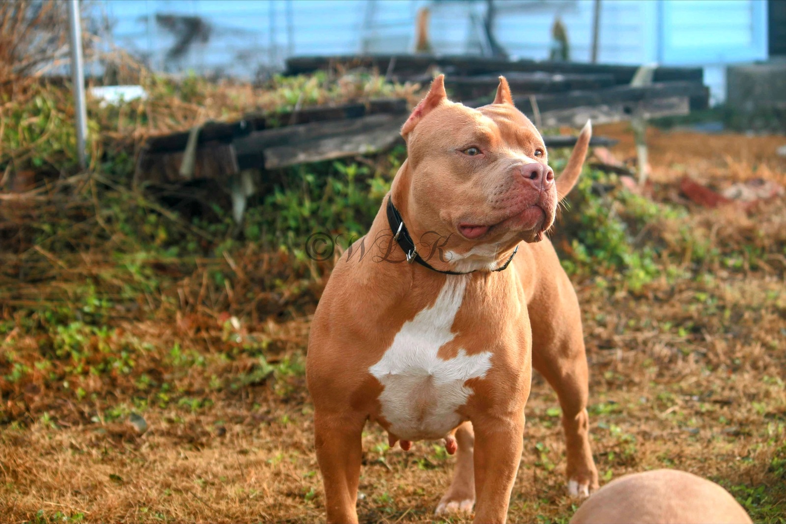 Dog Featured Image