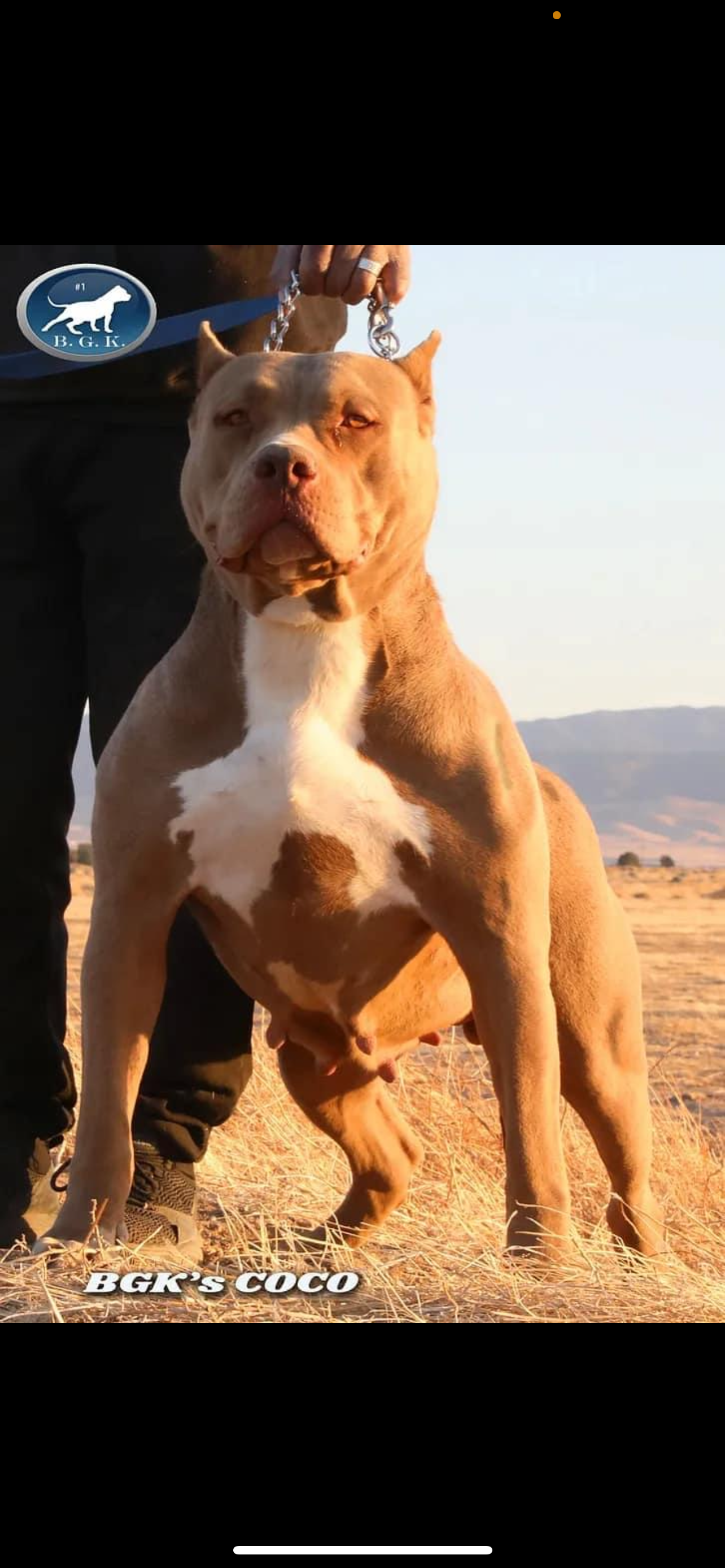 Dog Featured Image