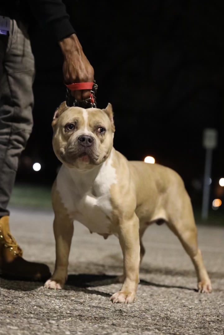 Dog Featured Image