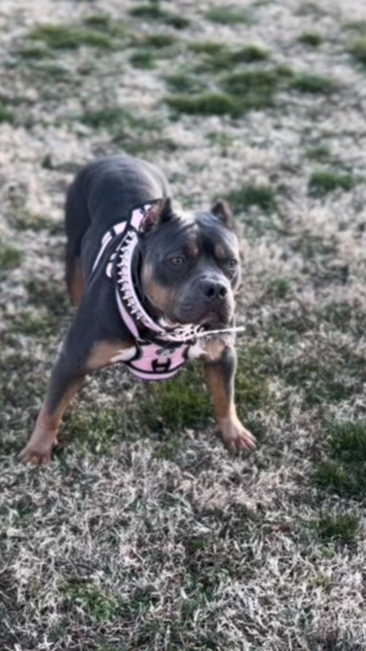 Dog Featured Image