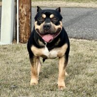Dog Featured Image