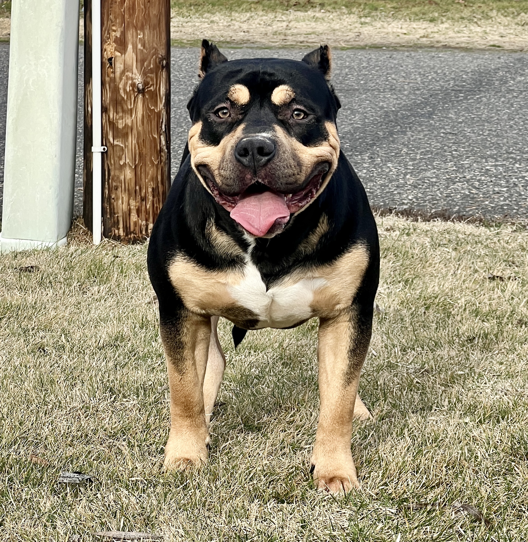 Dog Featured Image