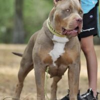 Dog Featured Image