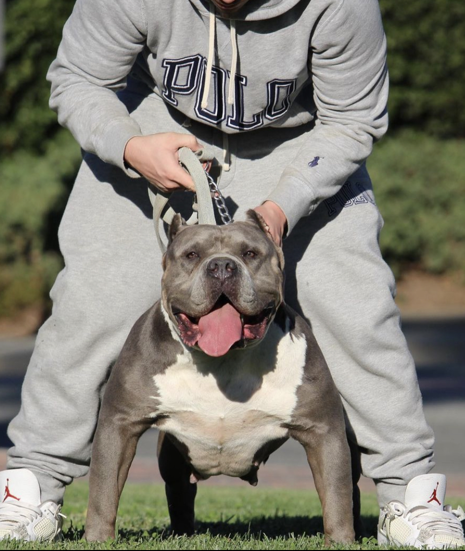 Dog Featured Image