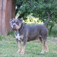 Dog Featured Image