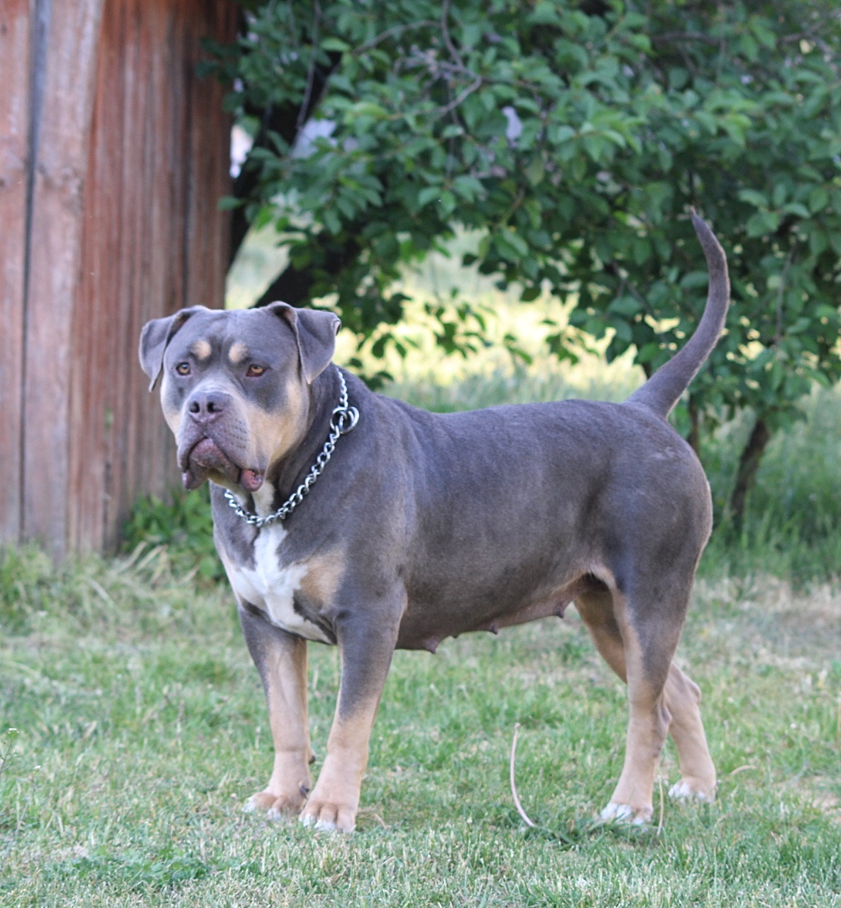 Dog Featured Image