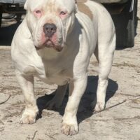 Dog Featured Image
