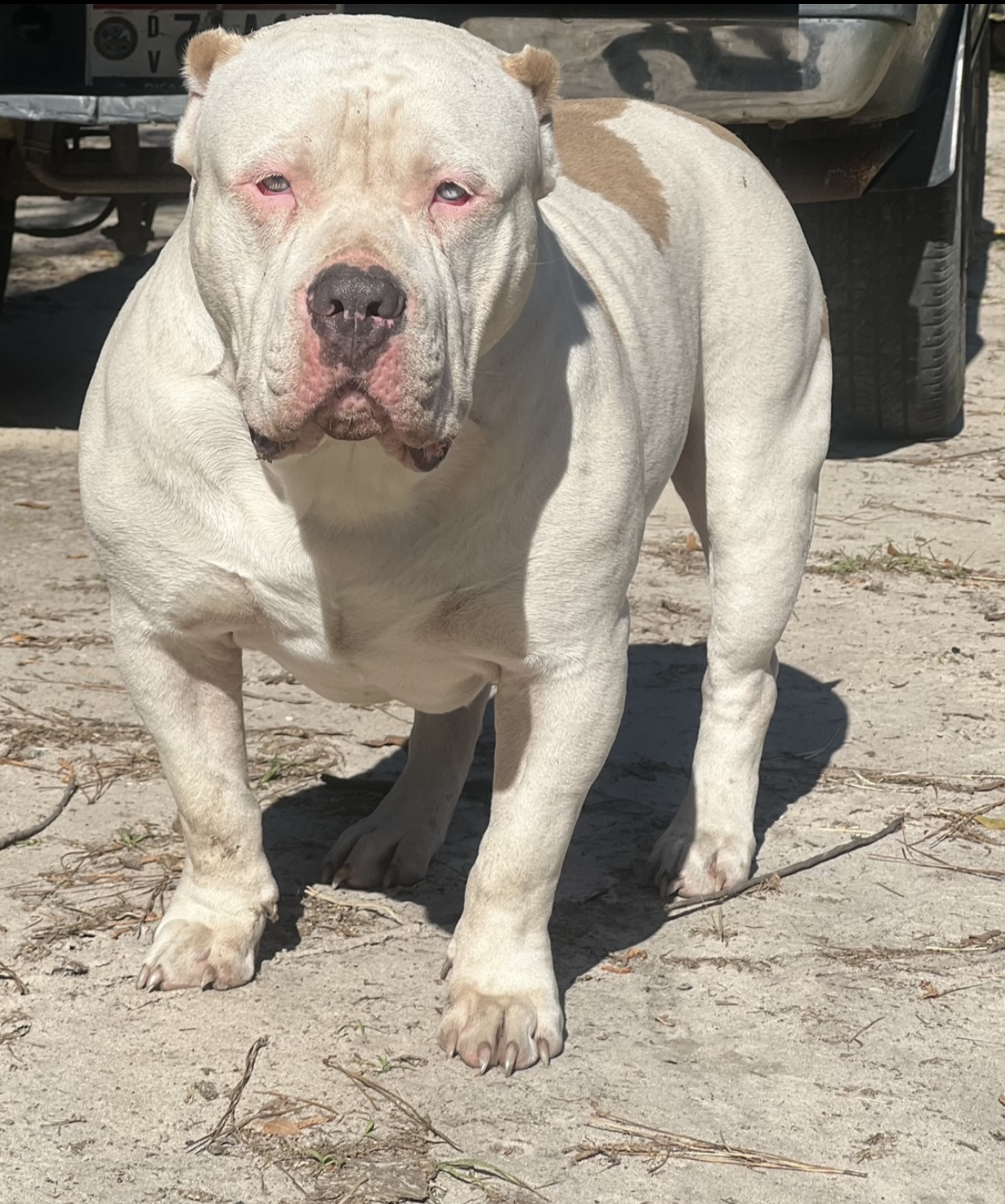 Dog Featured Image