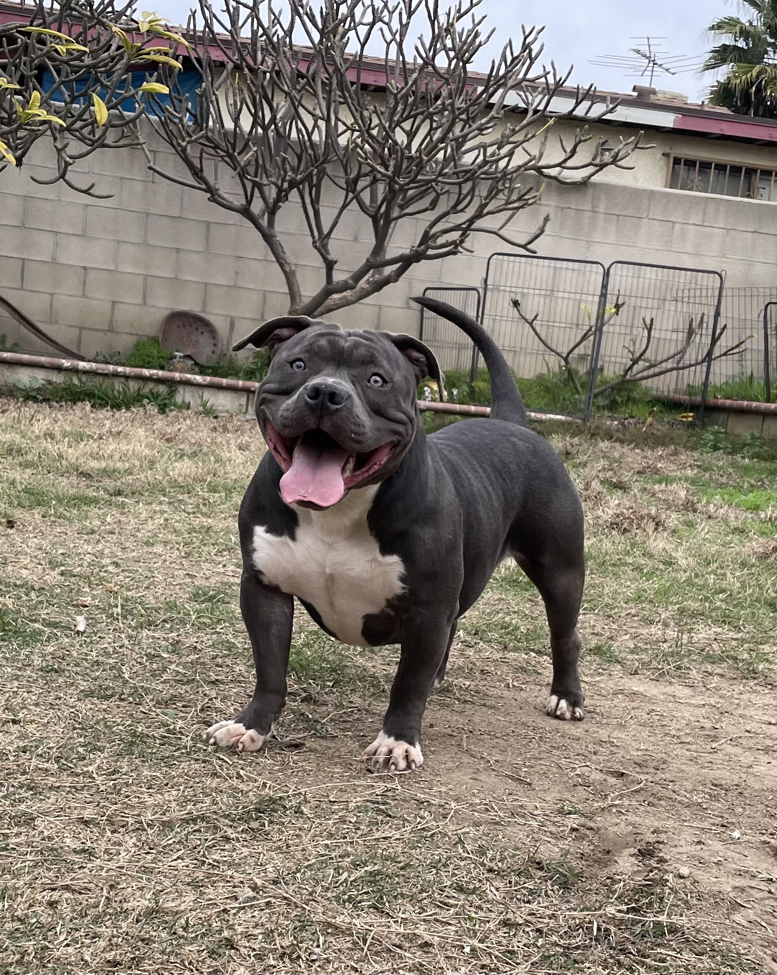 Dog Featured Image