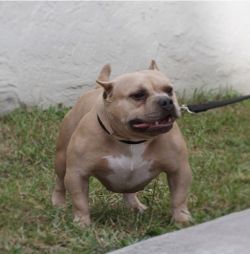 Dog Featured Image