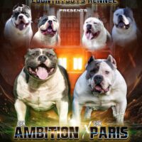 Dog Featured Image