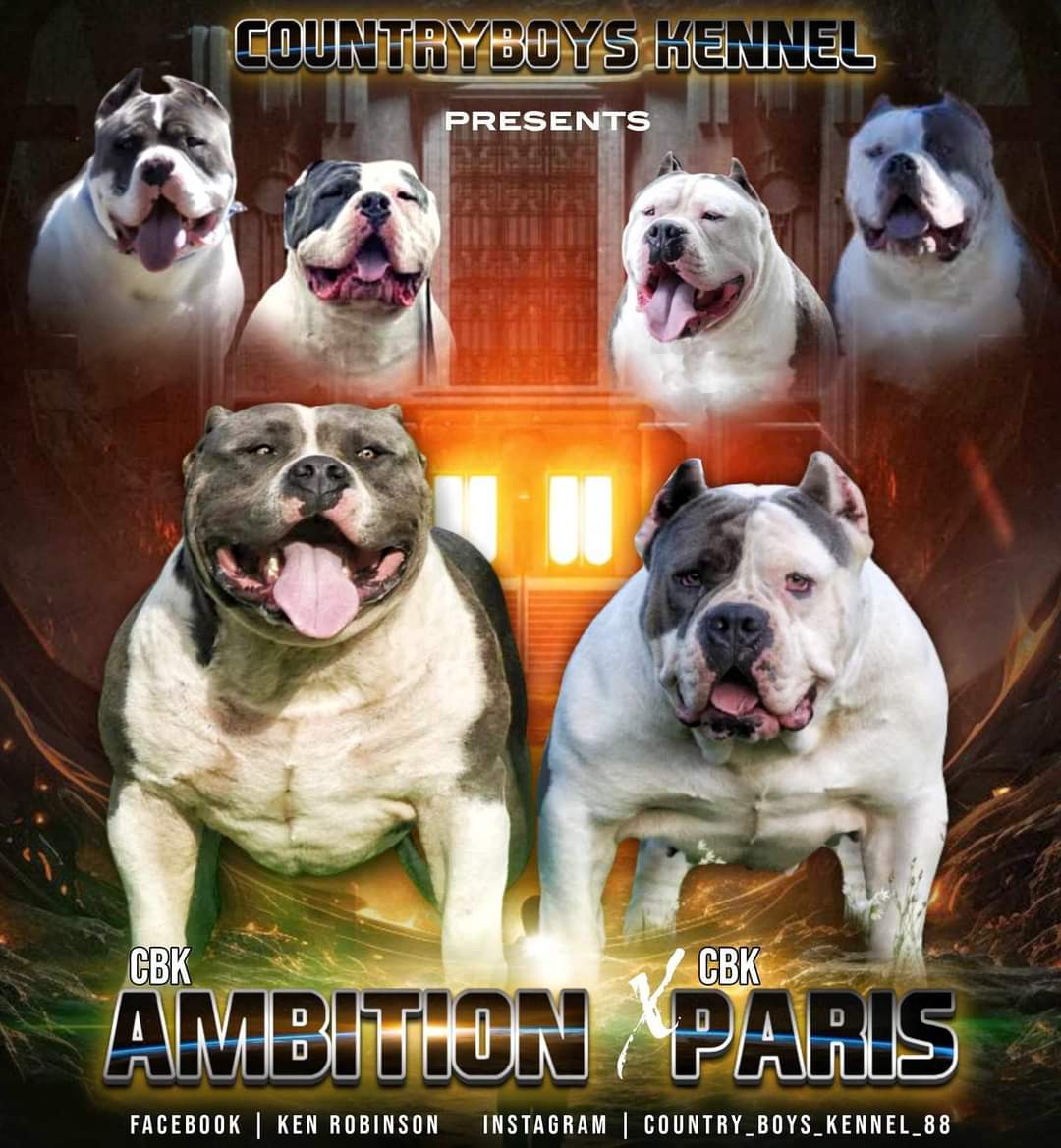 Dog Featured Image