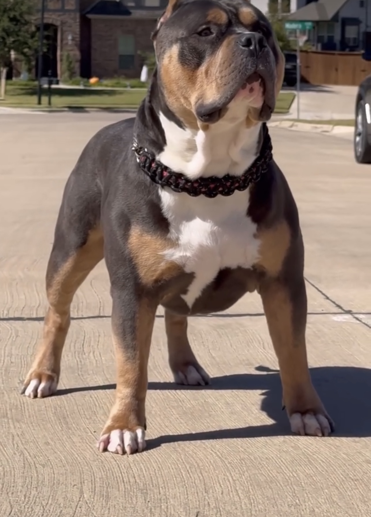 Dog Featured Image