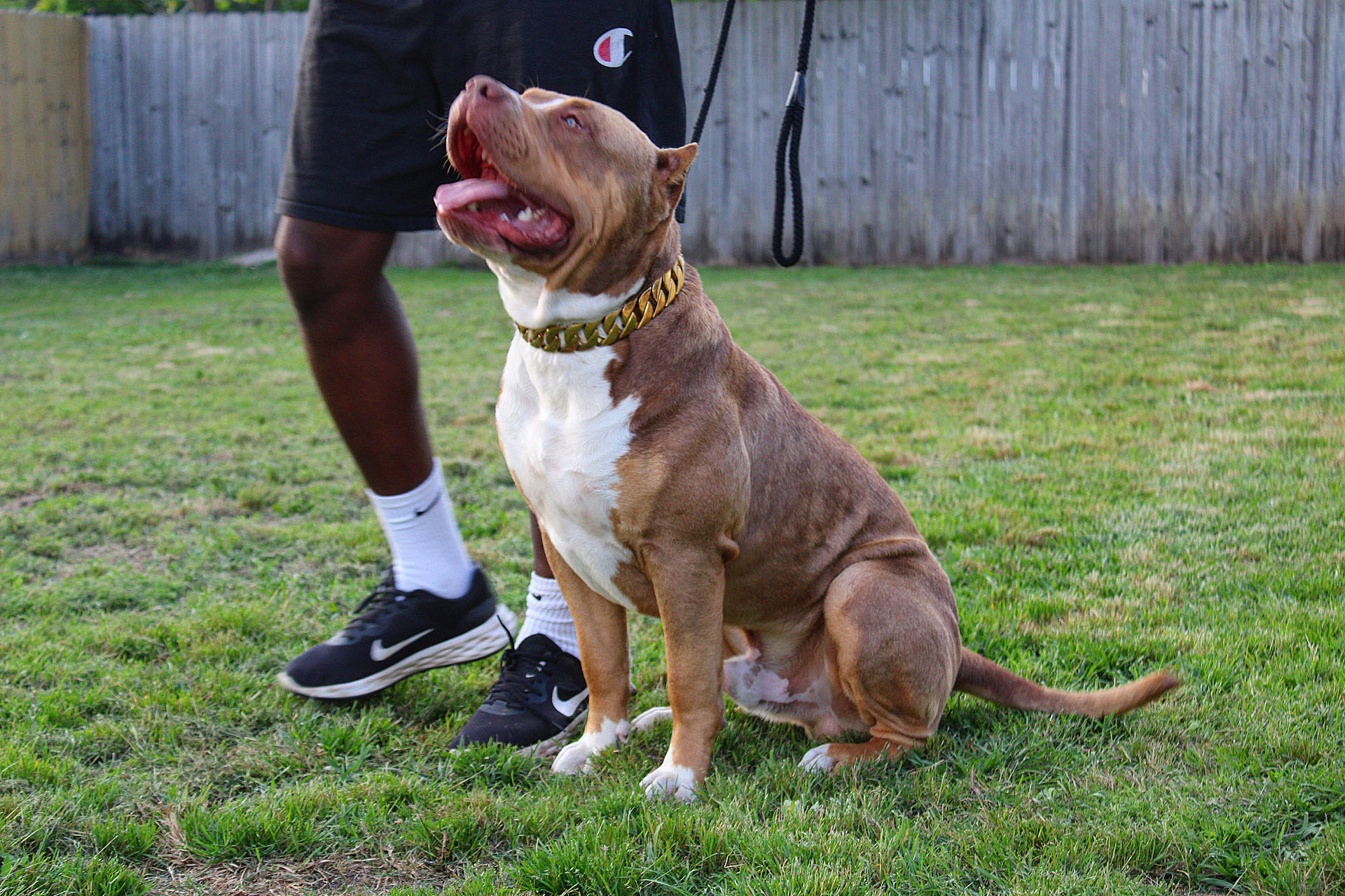 Dog Featured Image