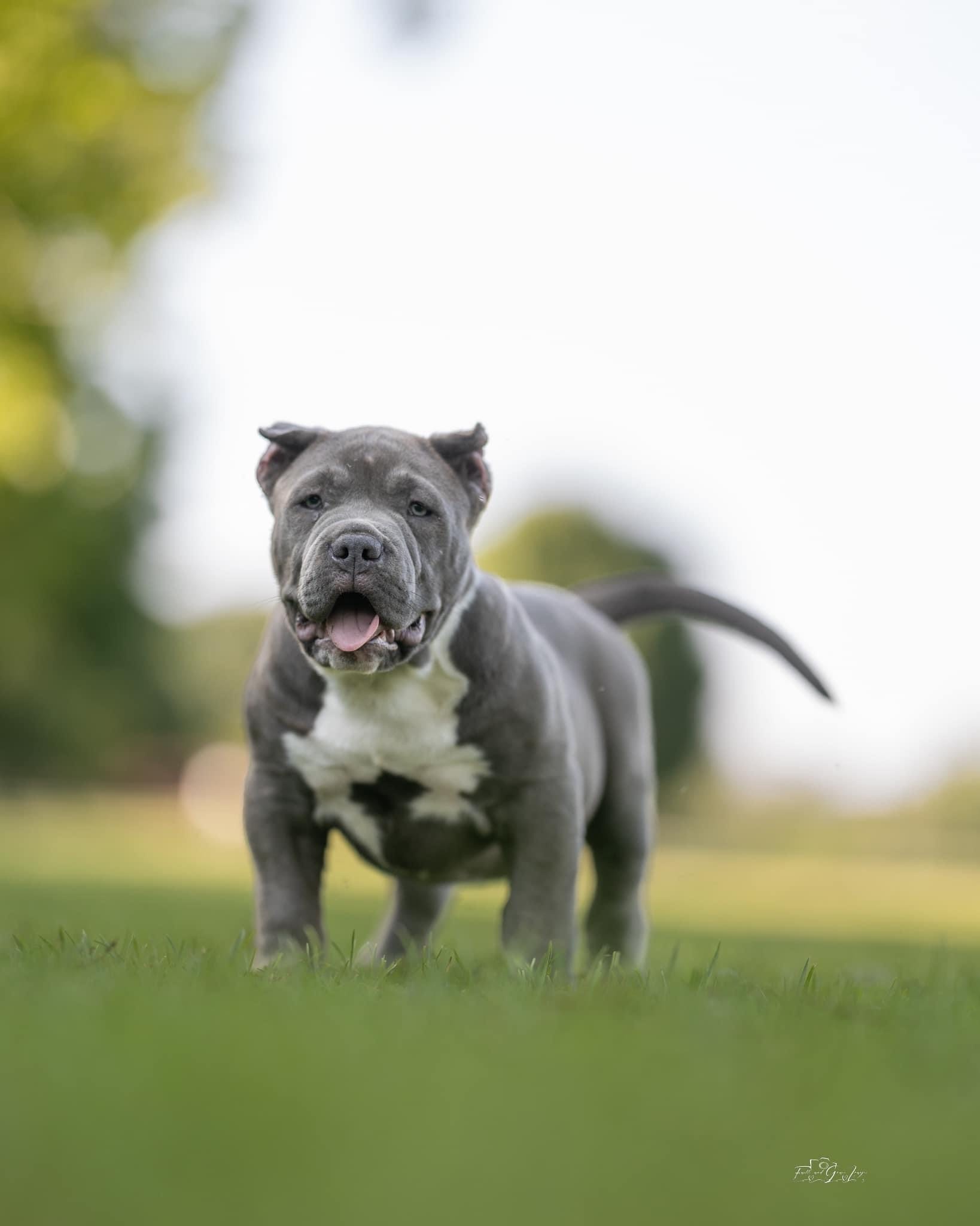 Dog Featured Image