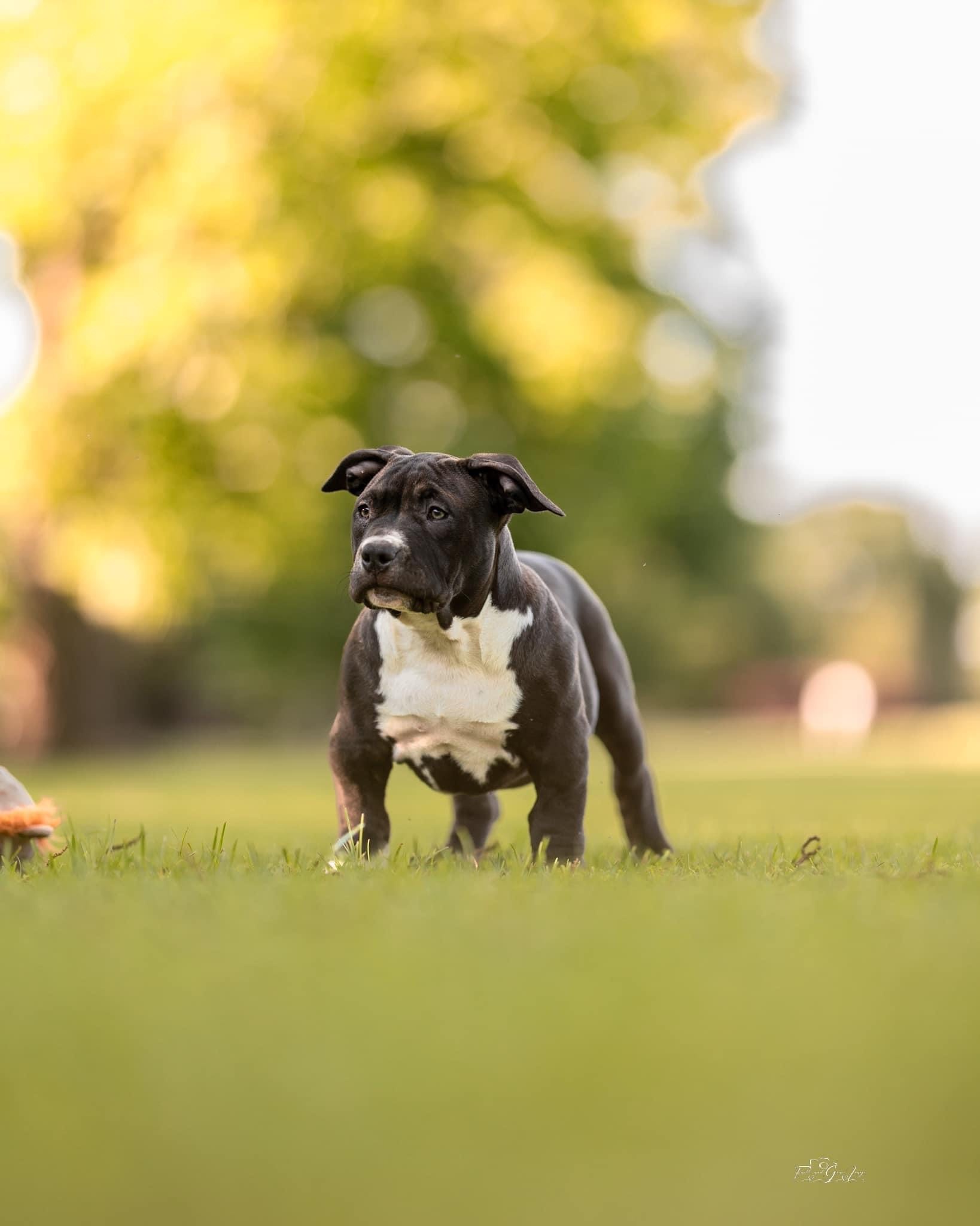 Dog Featured Image