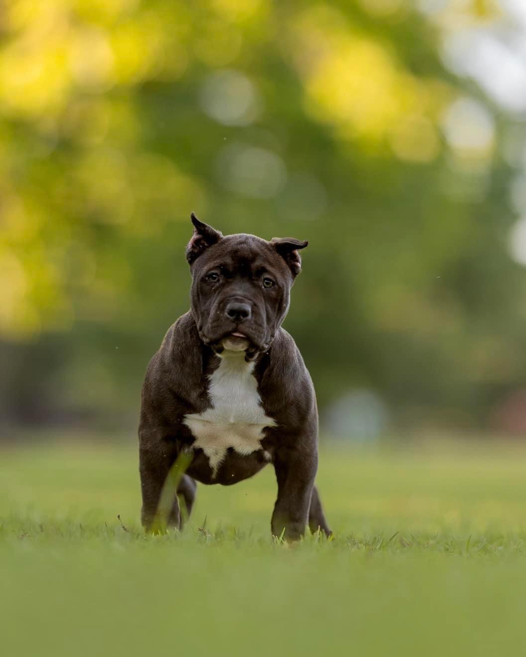 Dog Featured Image