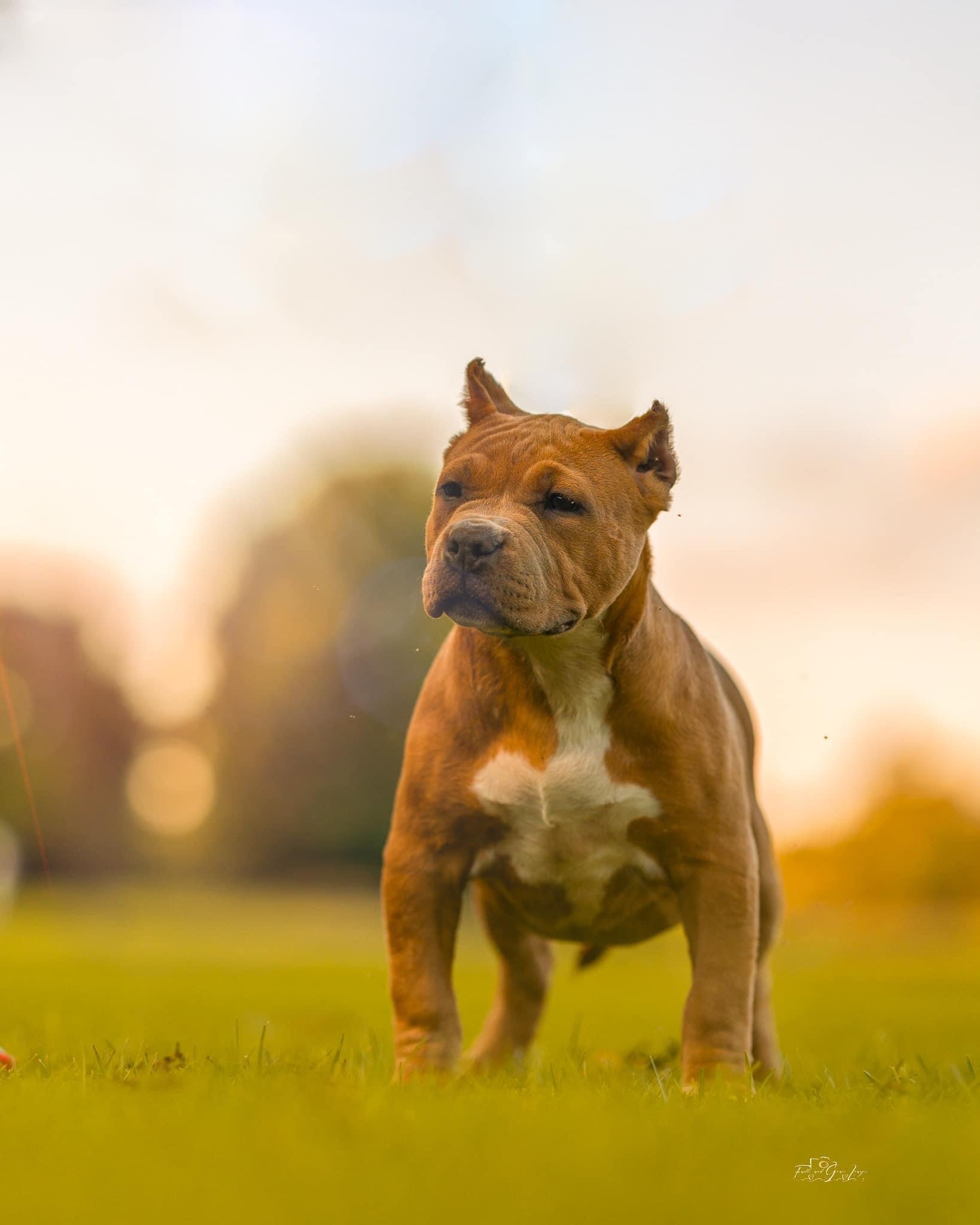 Dog Featured Image