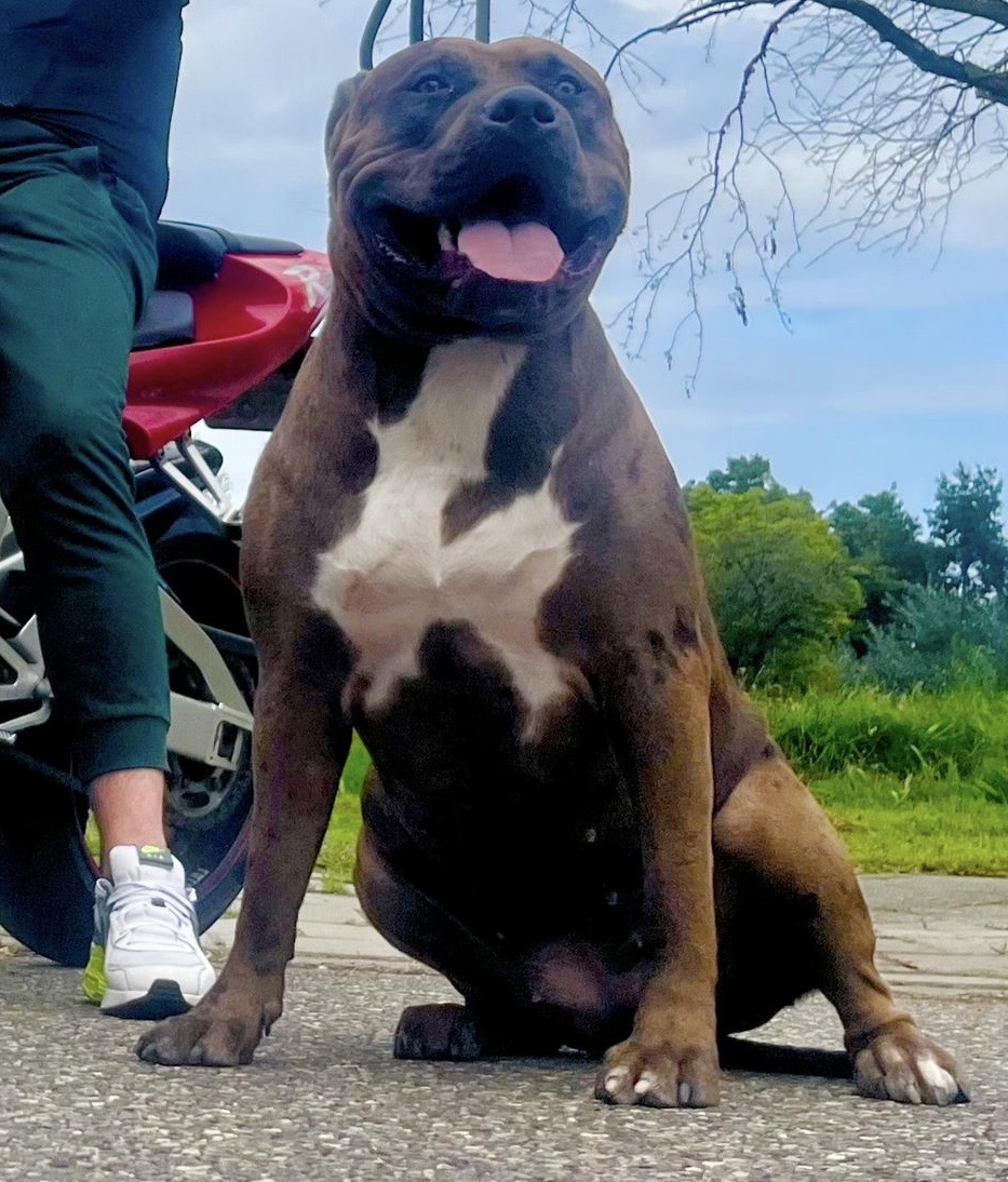 Dog Featured Image