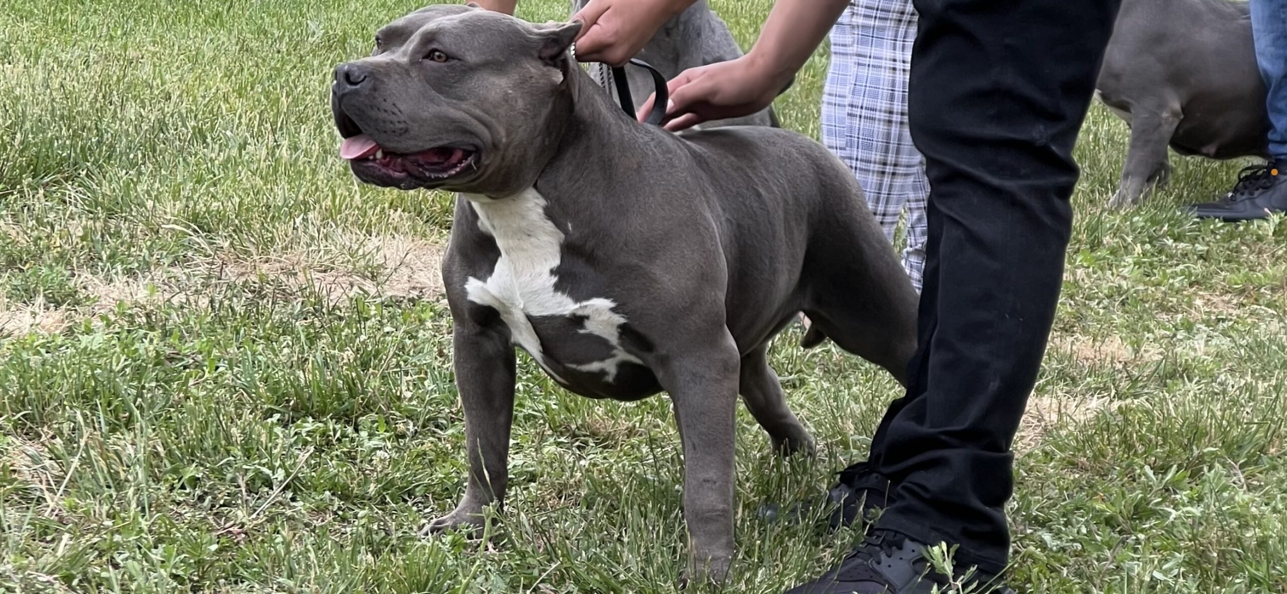 Dog Featured Image