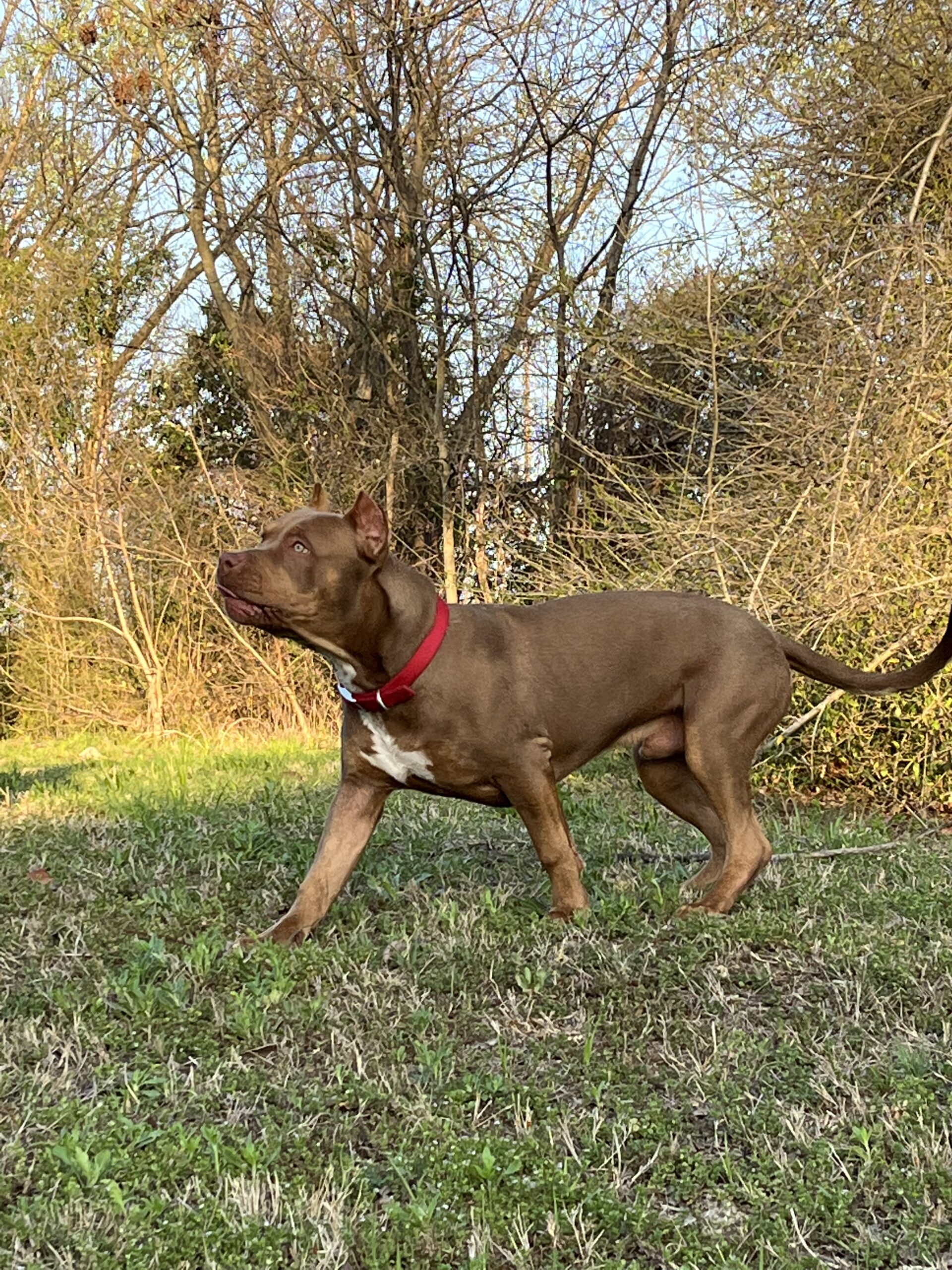 Dog Featured Image