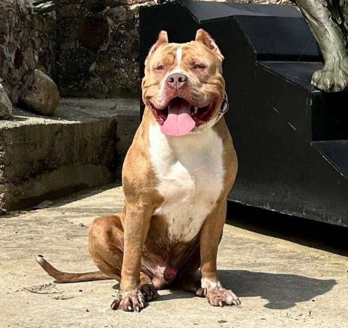 Dog Featured Image