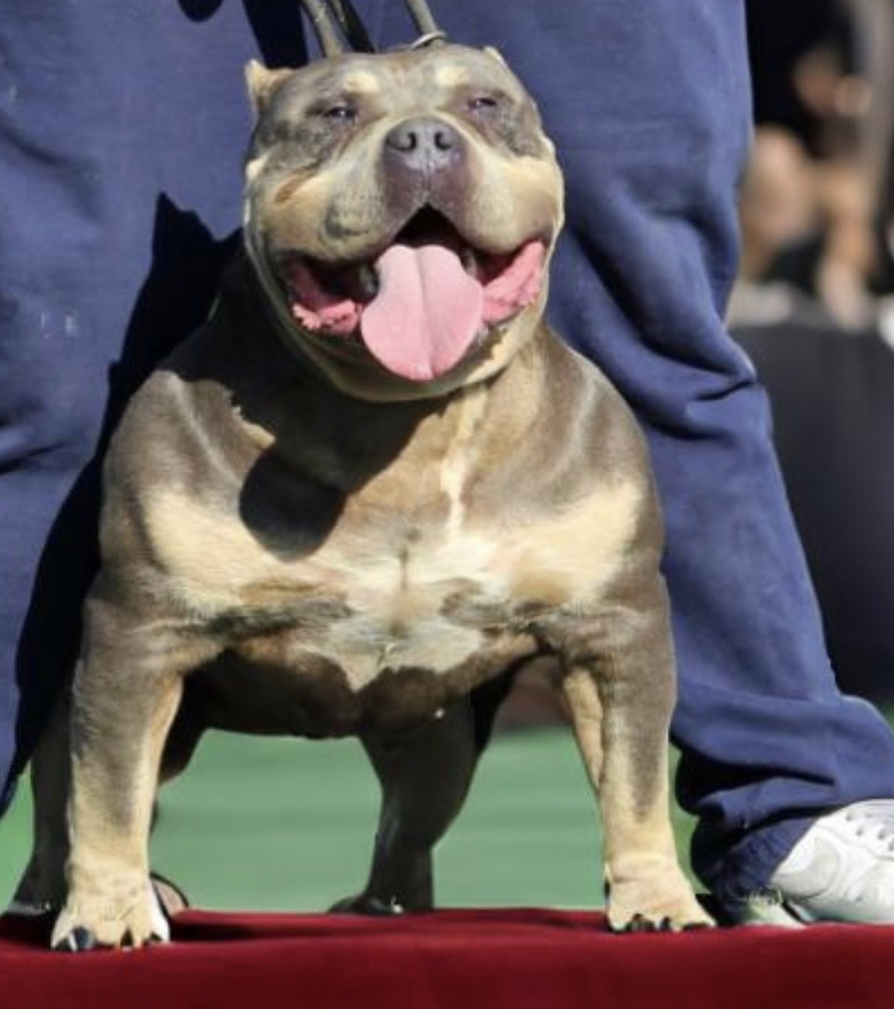 Dog Featured Image