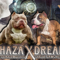 Dog Featured Image
