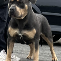 Dog Featured Image