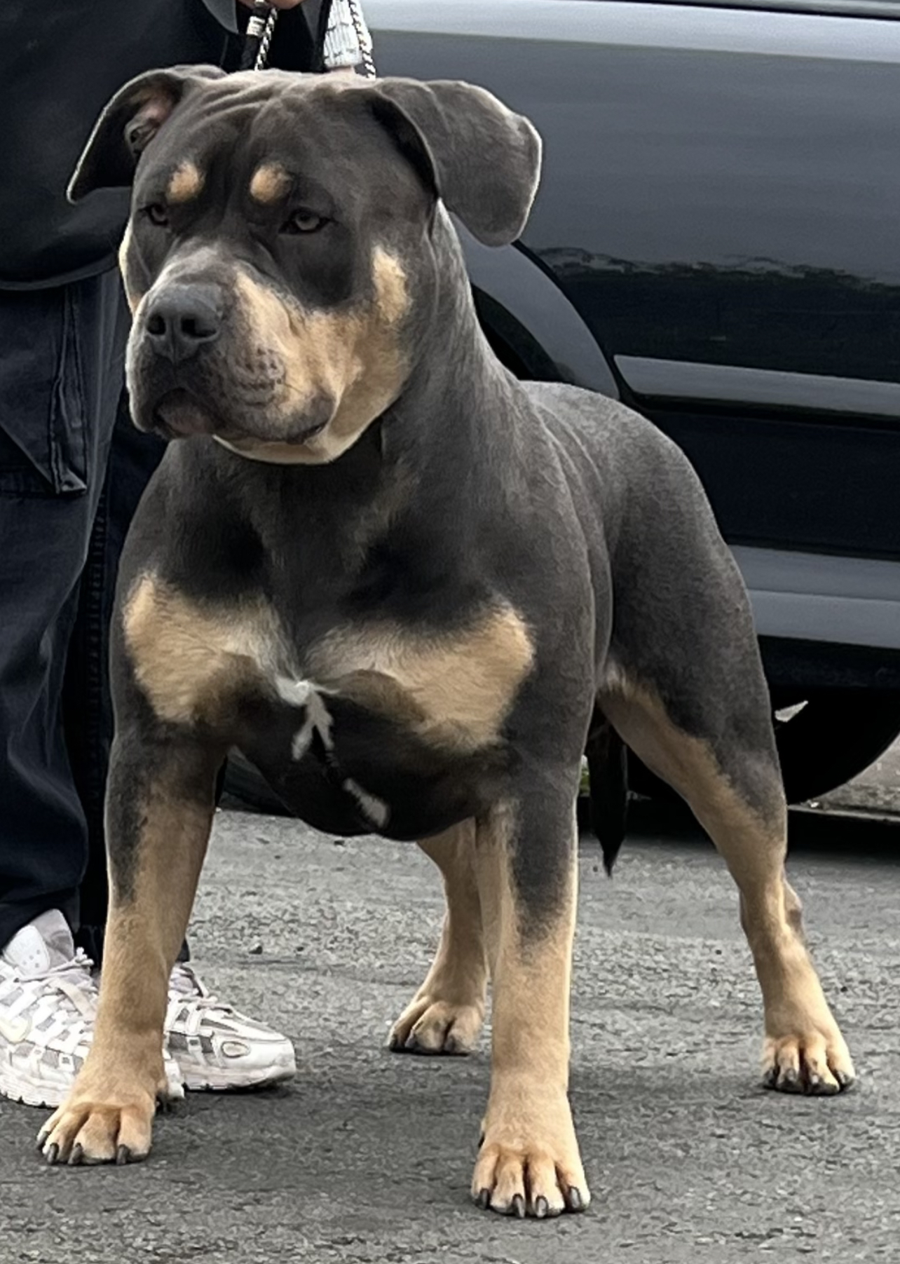 Dog Featured Image