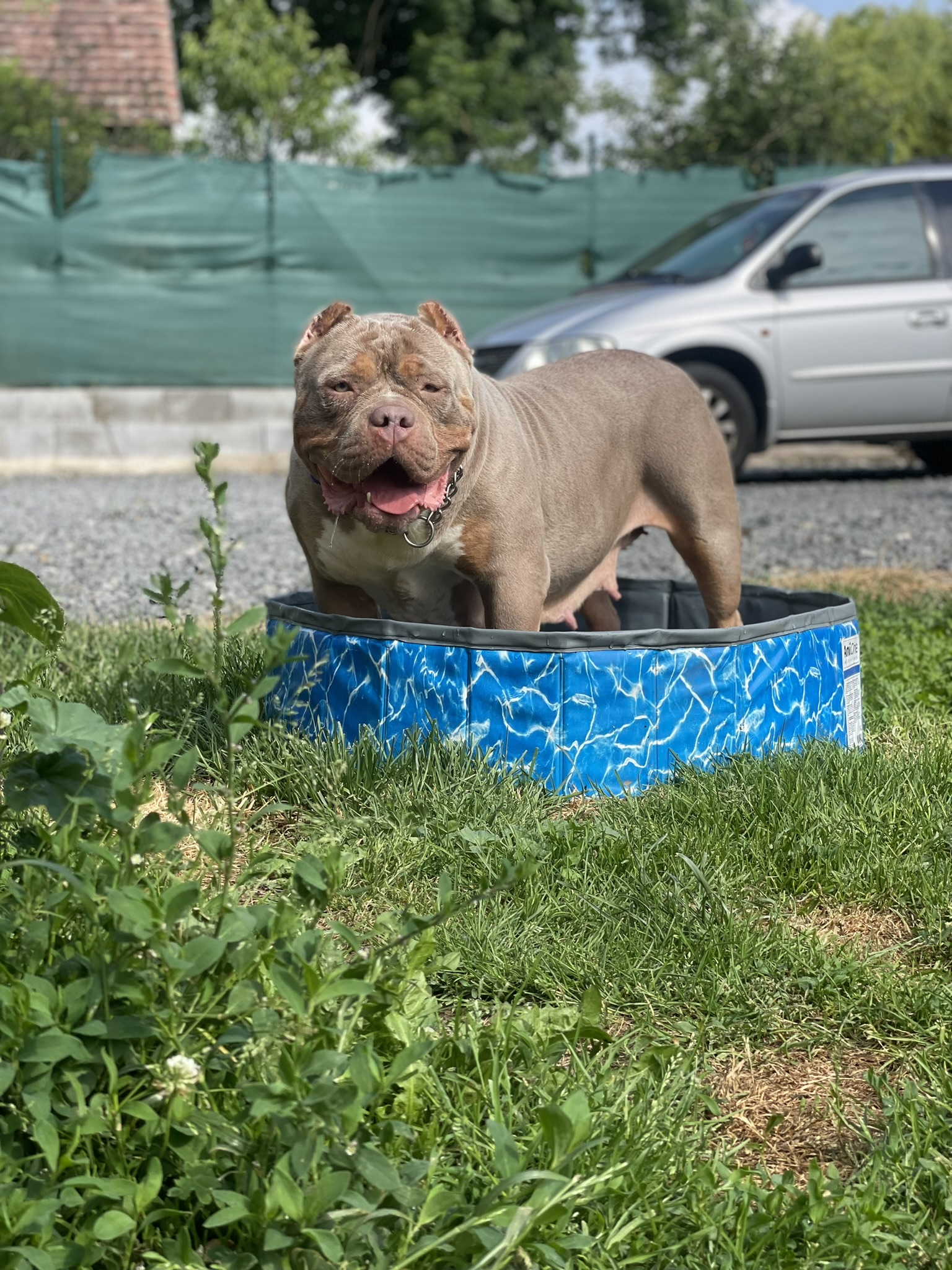 Dog Featured Image