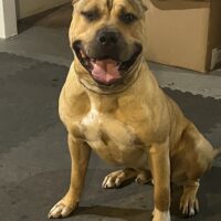 Dog Featured Image