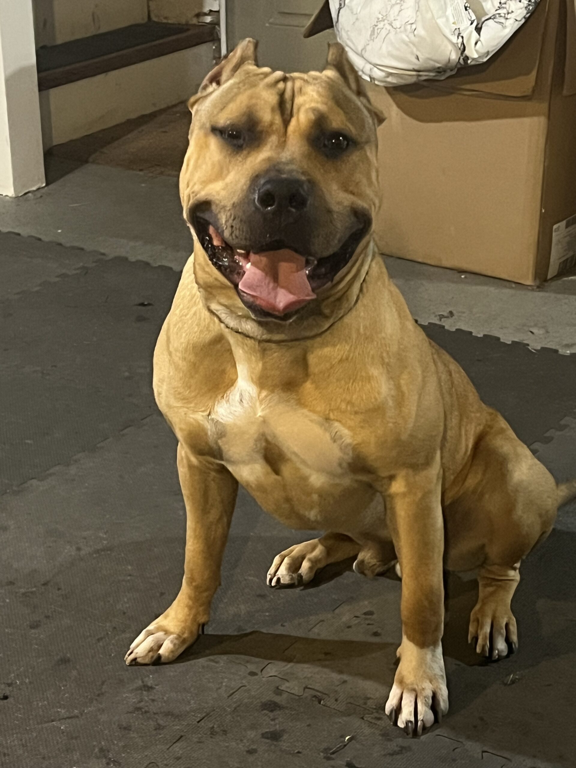 Dog Featured Image