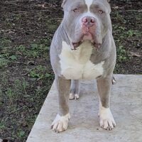 Dog Featured Image