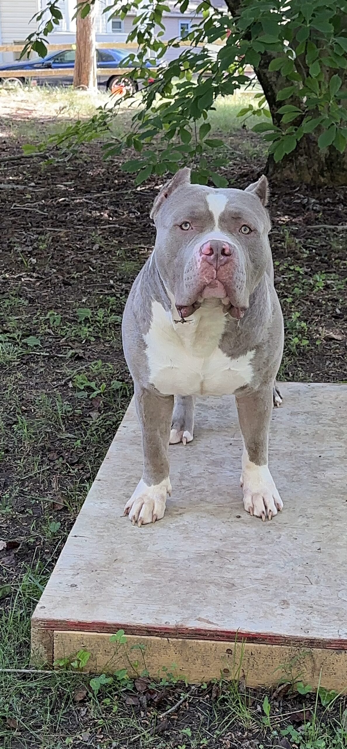 Dog Featured Image