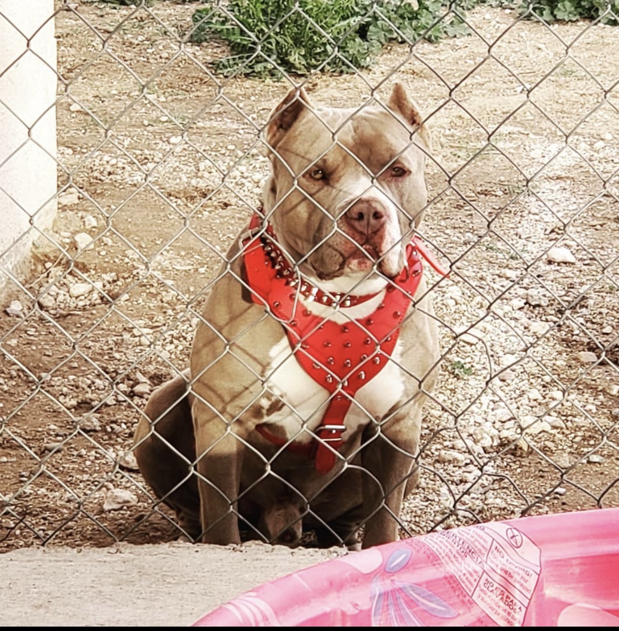 Dog Featured Image