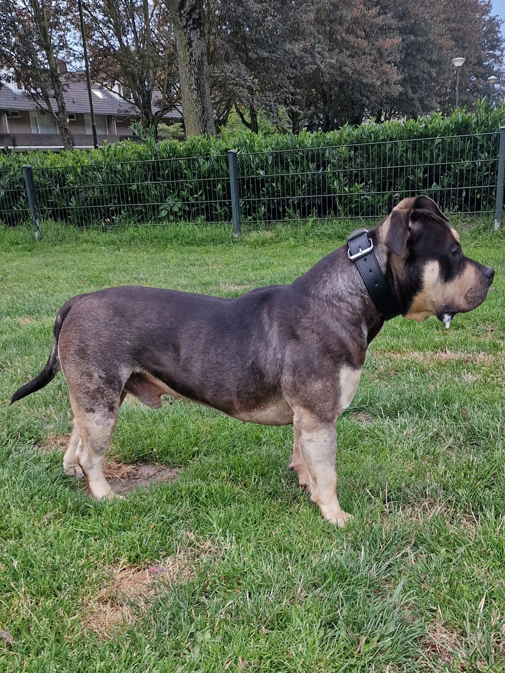 Dog Featured Image