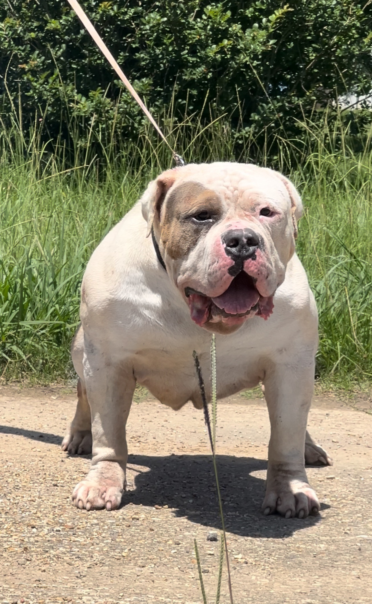 Dog Featured Image