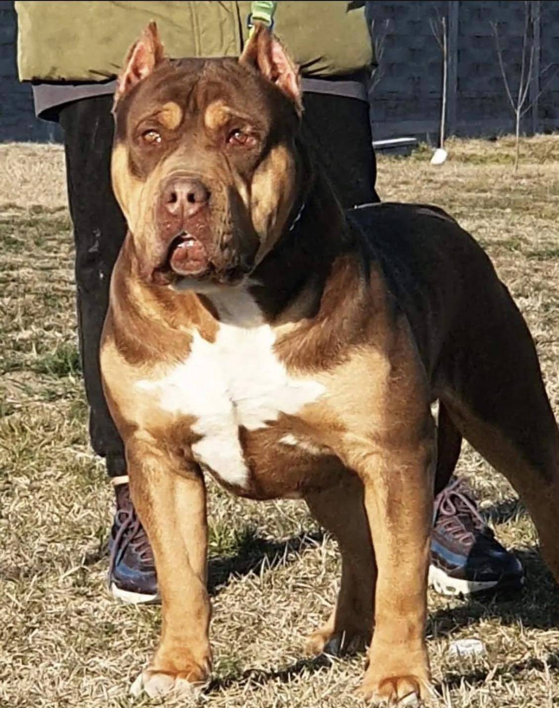 Dog Featured Image