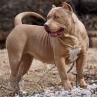 Dog Featured Image