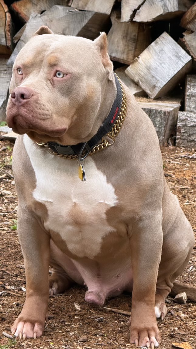 Dog Featured Image